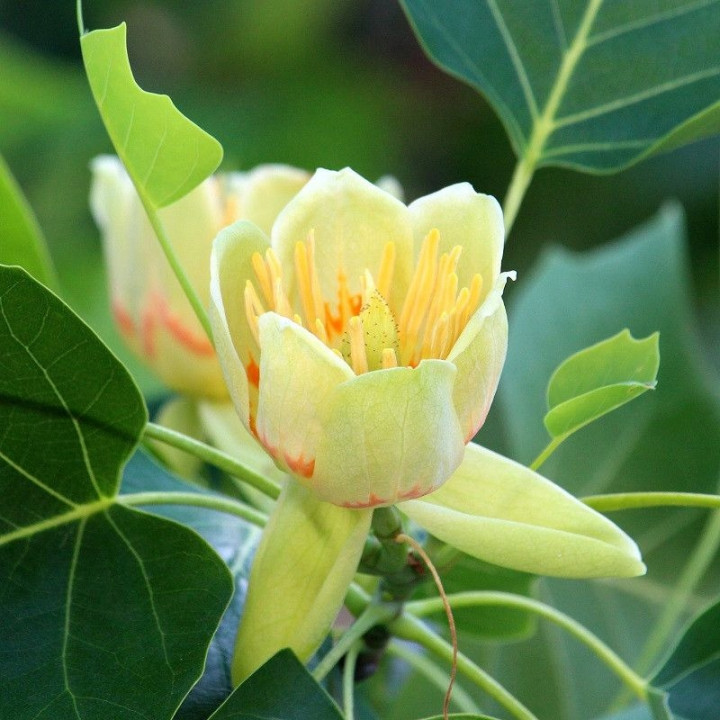 Tulipanowiec amerykański Liriodendron tulipifera C2