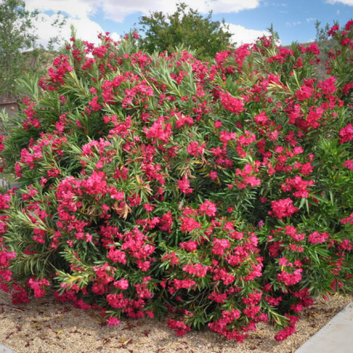 Oleander pospolity Nerium oleander L.