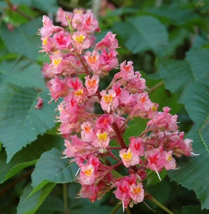 Kasztanowiec czerwony - Aesculus ×carnea