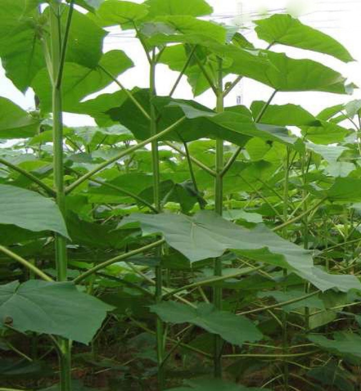 Najszybciej Rosnące Drzewo Tlenowe 100 Nasion + Instrukcja Siewu 