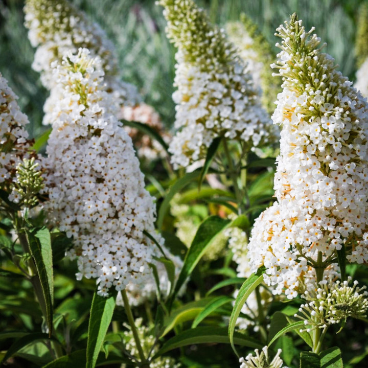 Budleja davidii White Profusion Motyli Krzew