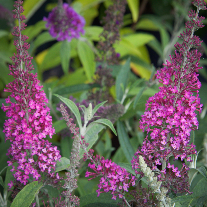 Budleja davidii Pink Empire Red Royal Motyli Krzew