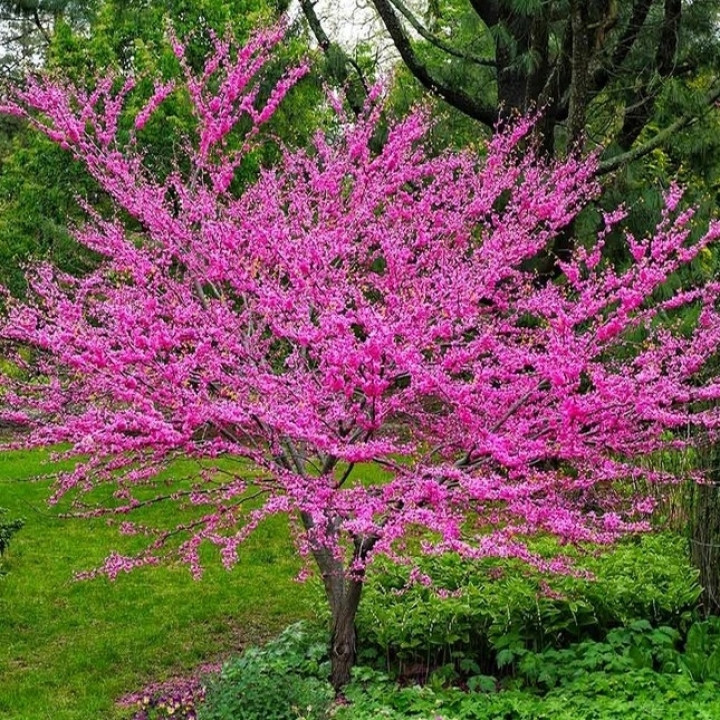 Judaszowiec Kanadyjski Cercis canadensis