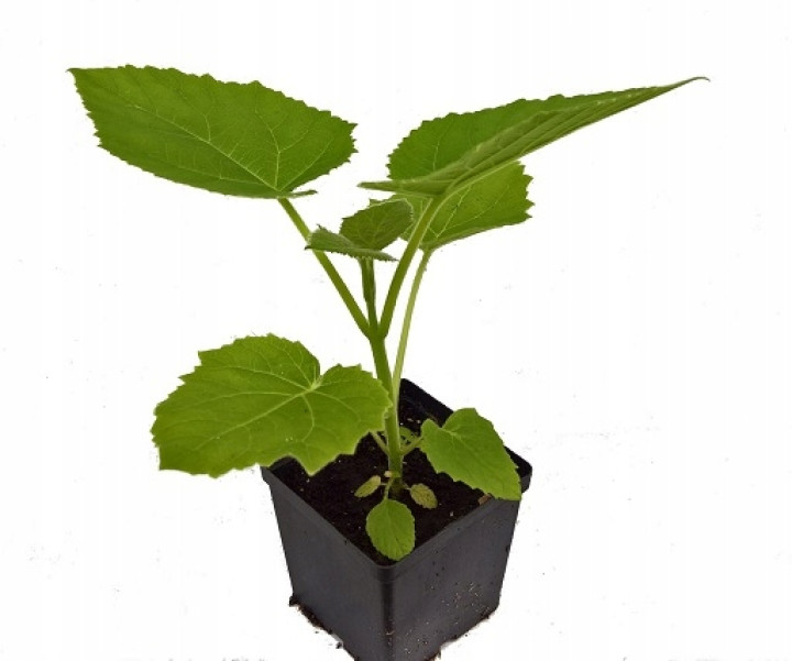 Paulownia Shan Tong Najszybsze Drzewo Tlenowe