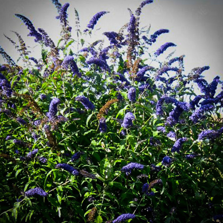 Budleja davidii Blue Empire Motyli Krzew