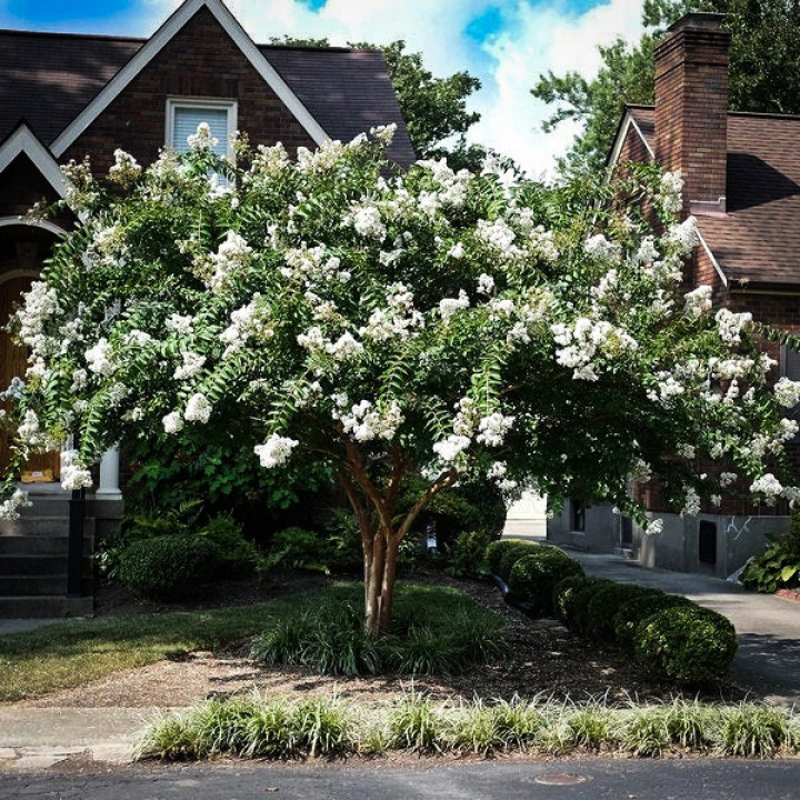 Lagerstroemia Indica Biała Bez Południa 
