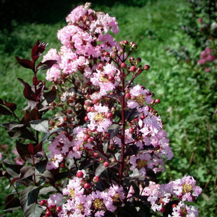 Lagerstroemia Indica Różowa Bez Południa 