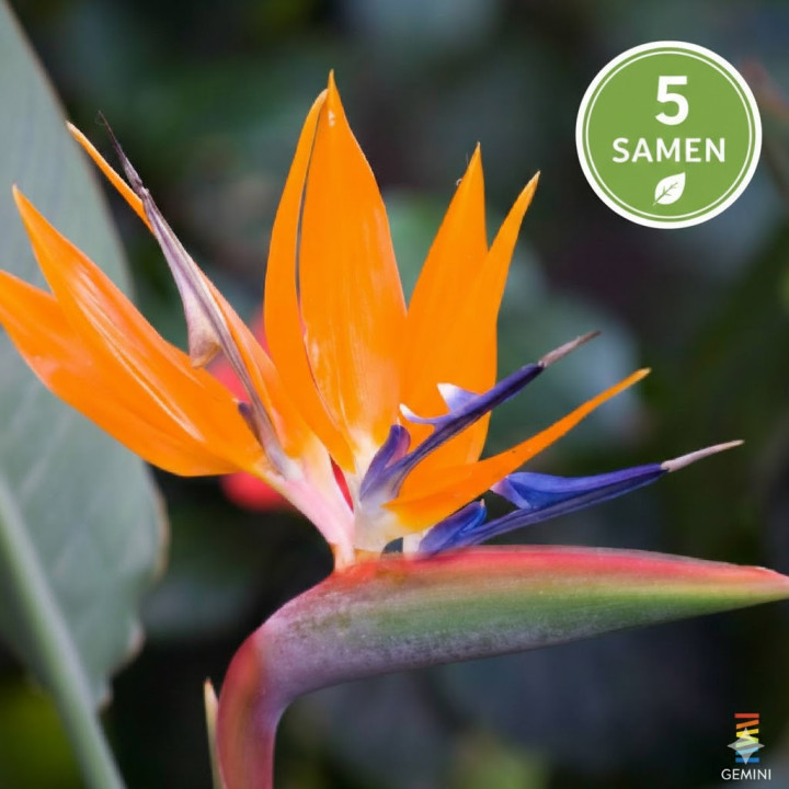 Strelitzia reginae, Strelicja królewska 5 nasion